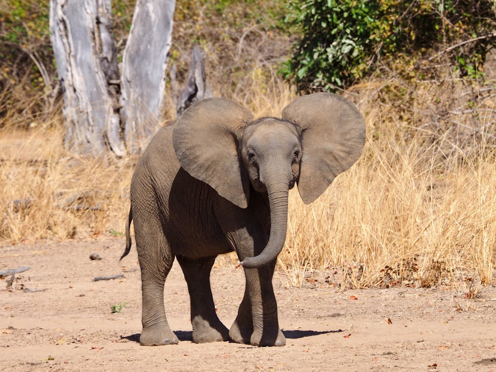 Safari  en Zambie - 