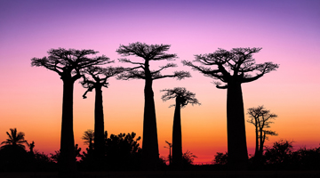 LES MERVEILLES DE L'OUEST DE MADAGASCAR